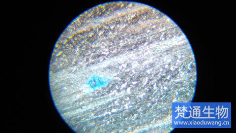 生物膜去除服務(wù)