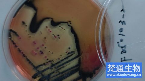 食品廠微生物污染治理