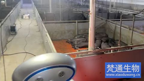 養(yǎng)豬場腹瀉消毒技術(shù)服務(wù)案例