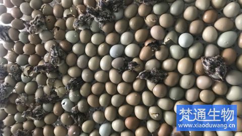 養(yǎng)雞場出雛過程動(dòng)態(tài)消毒案例