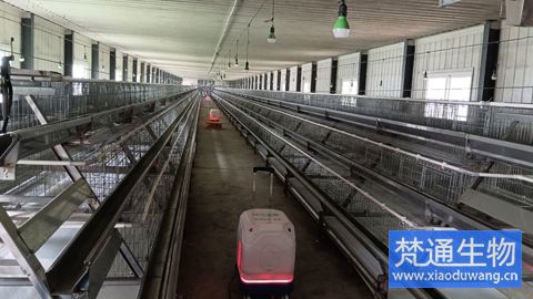 養(yǎng)雞場感染馬立克氏體消毒服務(wù)案例